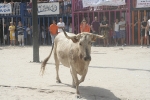 Las exhibiciones taurinas llegan a su fin.