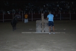 La plaza de toros portátil acoge el sorteo de 72 cadafales