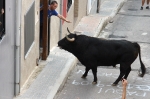 Las Fiestas en honor a la Mare de Deu del Roser exhibe tres astados para los mayores y un encierro para los más pequeños.