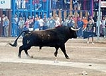 Toro Sabado