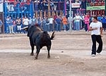 Toro Sabado