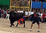 Toro Sabado