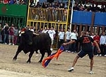 Toro Sabado