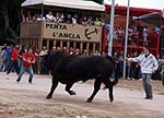 Toro Sabado