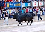 Toro Sabado