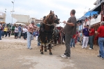 Toro Sabado