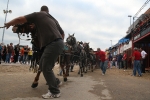 Toro Sabado