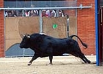 Toro Sabado