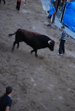 Jornada taurina en las fiestas de la Sagrada Familia