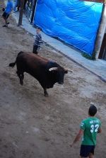 Jornada taurina en las fiestas de la Sagrada Familia