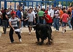 Toro de la tarde y encierro infantil