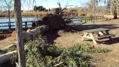 El fuerte viento pasa factura al cementerio, l'Estany y el jardn botnico