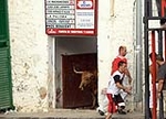 Vacas Lunes después del Encierro