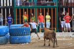 Vacas Lunes después del Encierro