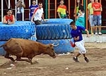 Vacas Lunes después del Encierro