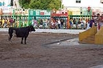 Vacas Lunes después del Encierro
