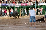 Vacas Lunes después del Encierro