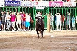 Vacas Lunes después del Encierro