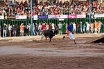 Vacas Lunes después del Encierro