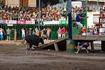 Vacas Lunes después del Encierro