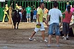 Vacas Lunes después del Encierro
