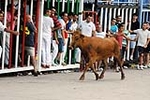 Vacas Lunes después del Encierro