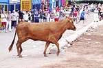 Vacas Lunes después del Encierro