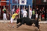 Vacas Lunes después del Encierro