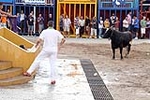 Vacas Lunes después del Encierro