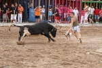 Vacas Lunes después del Encierro