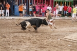 Vacas Lunes después del Encierro