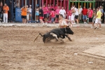Vacas Lunes después del Encierro