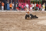 Vacas Lunes después del Encierro