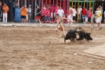 Vacas Lunes después del Encierro