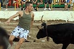Vacas Lunes después del Encierro
