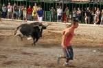 Vacas Lunes después del Encierro