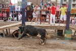 Vacas Lunes después del Encierro