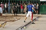 Vacas Lunes después del Encierro