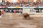 Vacas Lunes después del Encierro