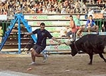 Vacas Lunes después del Encierro