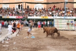 Vacas Lunes después del Encierro