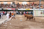 Vacas Lunes después del Encierro