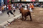 Vacas Lunes después del Encierro