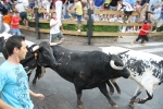 Los toros de Laurentino Carrascosa protagonizan un encierro muy limpio