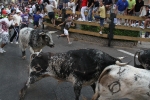 Los toros de Laurentino Carrascosa protagonizan un encierro muy limpio