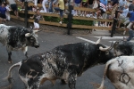 Los toros de Laurentino Carrascosa protagonizan un encierro muy limpio
