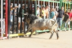 Los toros de Laurentino Carrascosa