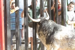 Los toros de Laurentino Carrascosa