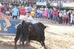 Los toros de Laurentino Carrascosa