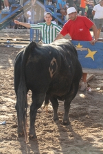 Los toros de Laurentino Carrascosa
